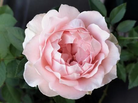 ベランダのバラ・ローブデコルテ バラ,薔薇,ローブデコルテの写真素材