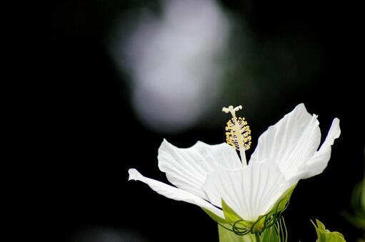 夏の花-57 夏の花-57の写真
