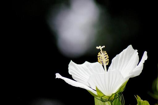 Summer flowers-57, momijia oi, white, pure white, JPG