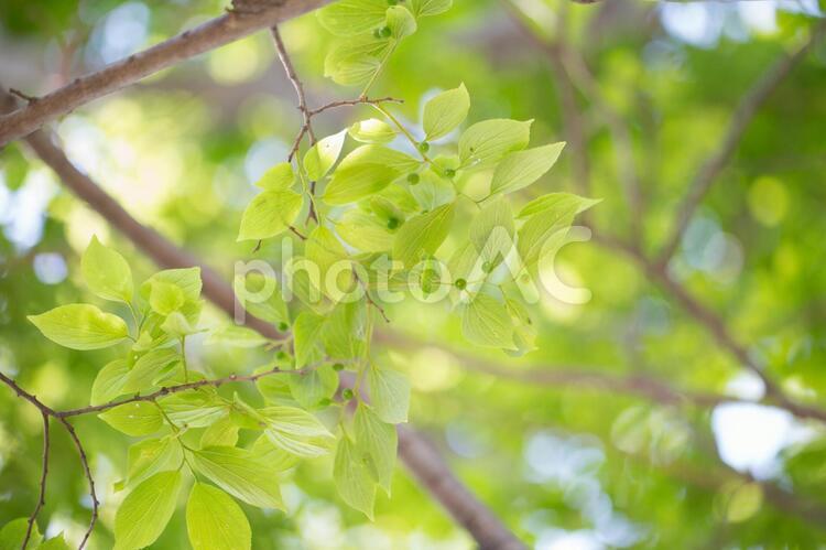 新緑の木漏れ日 新緑,木漏れ日,太陽の写真素材