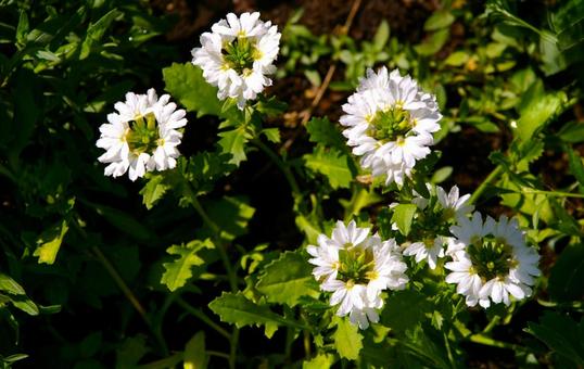 ブルーファンフラワー　綾瀬2 ブルーファンフラワー,白,花の写真素材