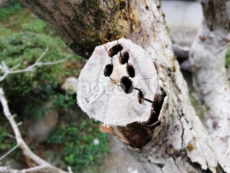 カミキリムシ　木の被害 カミキリムシ,木,食害の写真素材