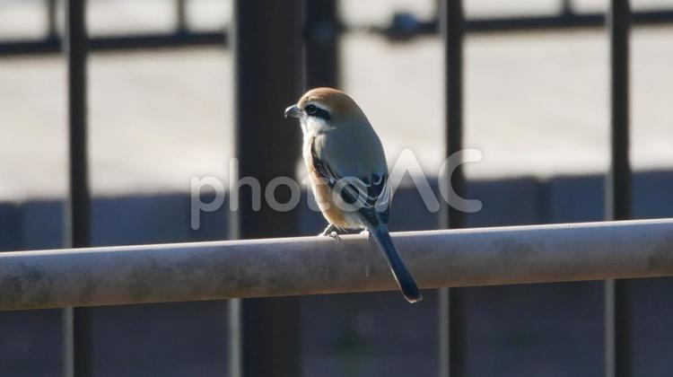 親水公園の桟橋でポーズをとるモズ モズ,小鳥,野鳥の写真素材
