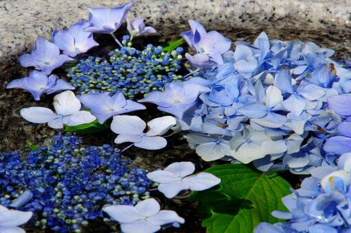 紫陽花 紫陽花の写真