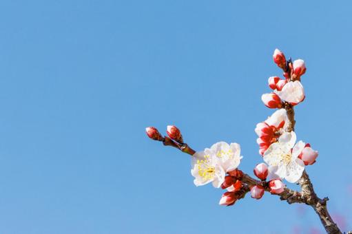 青空に映える白梅 梅,迎春,梅の花の写真素材