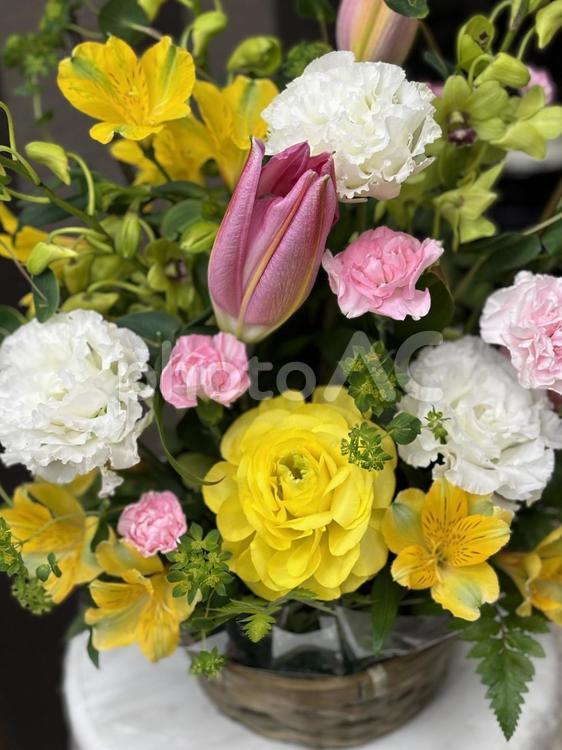 発根済み！特大葉30㎝！極上美株4葉付き 斑入りモンステラ 最