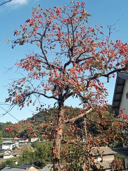 柿の木 柿,青空,山の写真素材