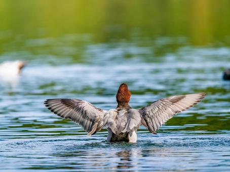 池で羽ばたくホシハジロ・カモ・鴨 ホシハジロ,鴨,野鳥の写真素材