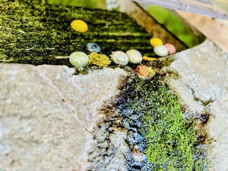 綾部八幡神社 綾部八幡神社,みやき町,佐賀県の写真素材