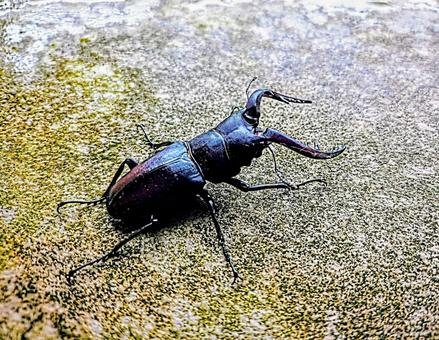 夏の虫 ノコギリクワガタ 日本 夏の虫 ノコギリクワガタ 日本 ノコギリクワガタ,クワガタ,昆虫の写真素材