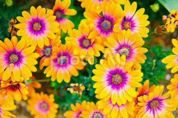 お花 フローラル,フラワーアレンジ,美しいの写真素材