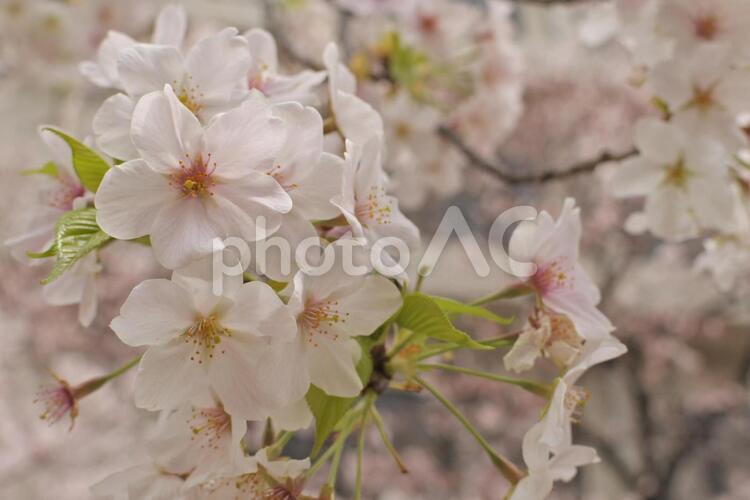目一杯の桜 桜,さくら,サクラの写真素材