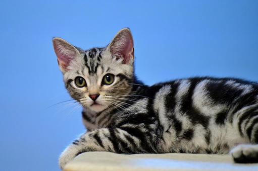 キャットタワーでくつろぐ子猫 キャットタワーでくつろぐ子猫 子猫,kitten,ねこの写真素材