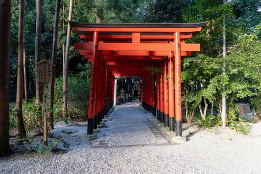 奈良 鴨都波神社 稲荷神社の鳥居 奈良 鴨都波神社 稲荷神社の鳥居 鴨都波神社,下鴨社,神社の写真素材