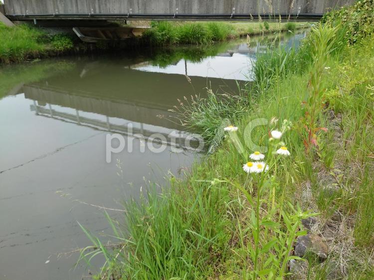 田舎の川風景 川,雑草,橋の写真素材