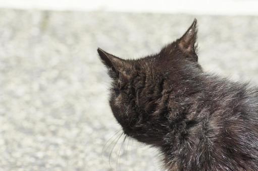 ねこ ねこ にゃんこ,可愛い,野良猫の写真素材