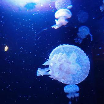 クラゲの世界 クラゲの世界の写真