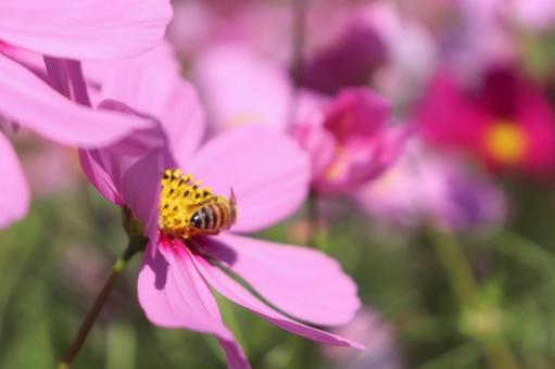 コスモスの写真