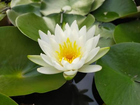 白い蓮の花 蓮の花,蓮の葉,自然の写真素材