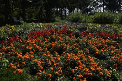 紫竹ガーデン 紫竹ガーデン,花,北海道の写真素材