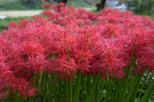彼岸花　秋 ヒガンバナ,秋,赤の写真素材
