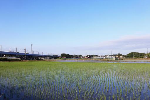 埼玉県蓮田市貝塚付近の水田風景 水田,田圃,田園風景の写真素材