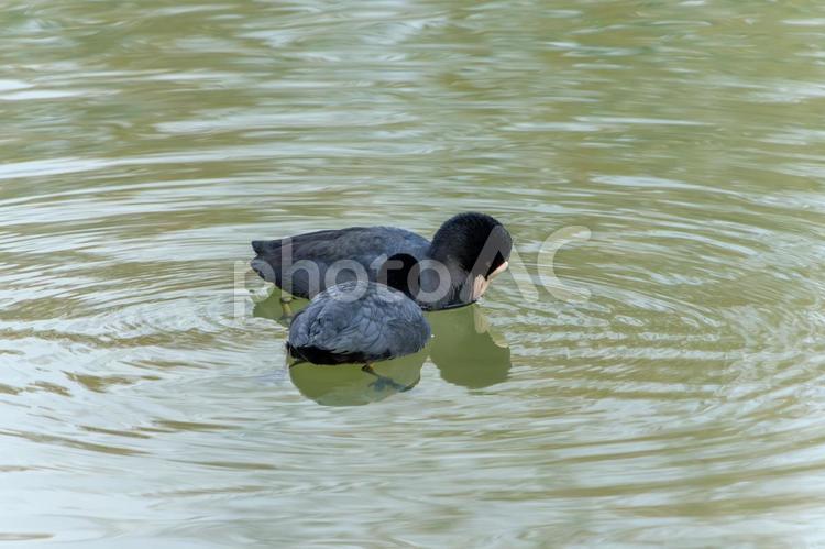 静かな池で寄り添うオオバンのペア オオバン,鳥,野鳥の写真素材