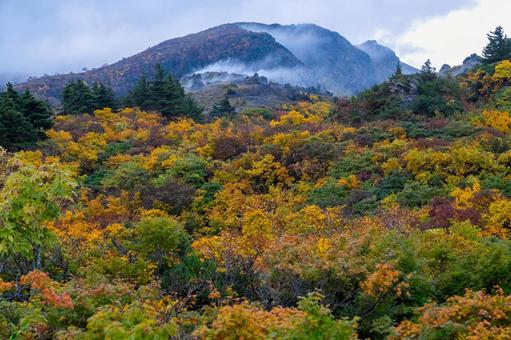 栗駒山 紅葉と山霧の朝 栗駒山 紅葉と山霧の朝 秋,紅葉,黄葉の写真素材