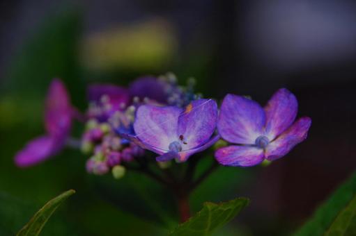 6月の花 紫陽花 ガクアジサイ 6月の花 紫陽花 ガクアジサイの写真