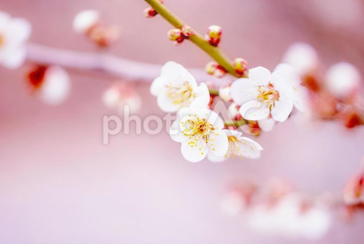 春先に咲く1本の白い梅の枝 梅,花,3月の写真素材