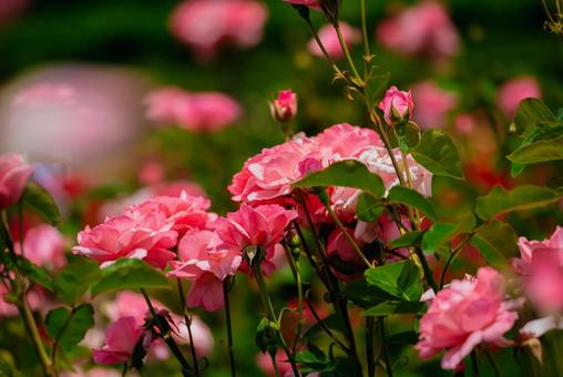 神代植物公園に咲くピンク色のバラの写真
