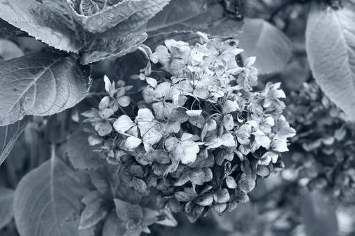 モノクロで捉えたあじさいの花 モノクロで捉えたあじさいの花 あじさい,紫陽花,花の写真素材