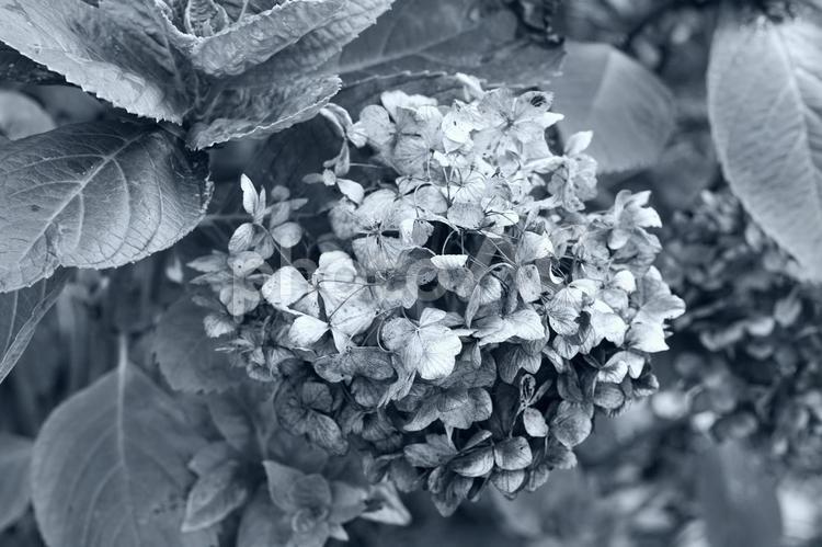モノクロで捉えたあじさいの花 あじさい,紫陽花,花の写真素材