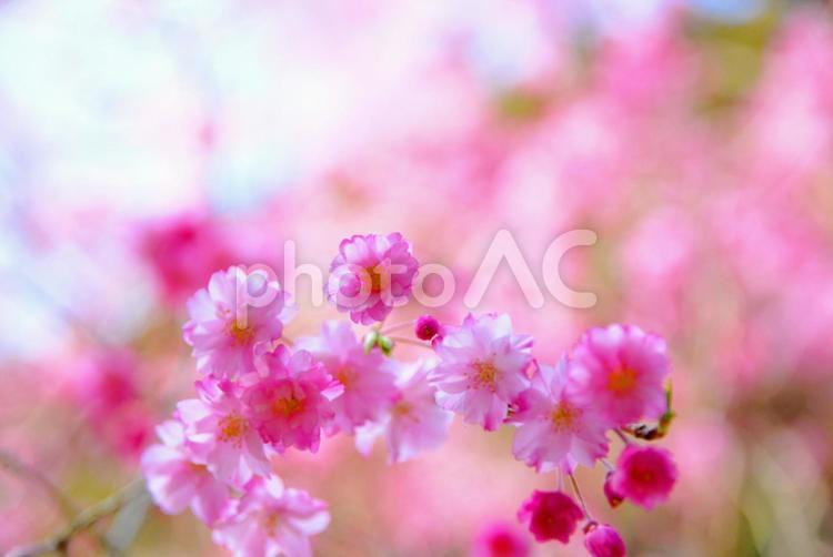 見ごろのしだれ桜 枝垂れ桜,しだれ桜,サクラの写真素材