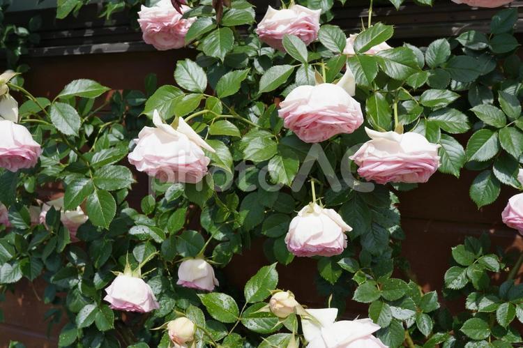 満開のつる薔薇（水切れ）12 バラ,薔薇,花の写真素材