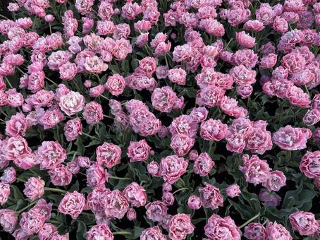 キューケンホフ公園 キューケンホフ,チューリップ,アムステルダムの写真素材