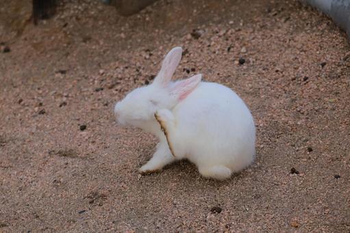 足で顔をかくウサギの赤ちゃん 足で顔をかくウサギの赤ちゃん ウサギ,うさぎ,兎の写真素材