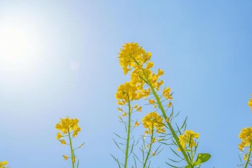 菜の花と青空 菜の花,青空,空の写真素材