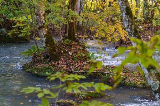 奥入瀬の紅葉の写真