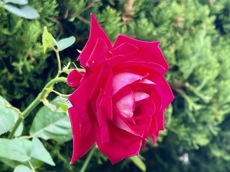 真紅の薔薇　ばらの写真