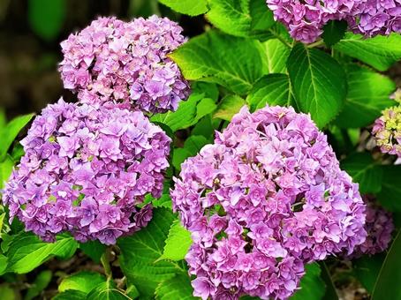 Hydrangea Purple, JPG