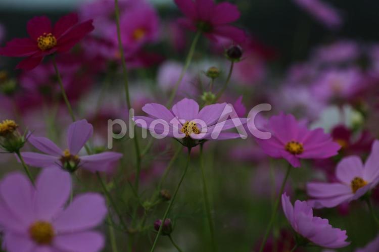 群れのなかでひときわ静かに コスモス,ピンクの花,花畑の写真素材