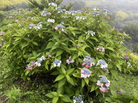 Photo, kochi prefecture, ootake-cho, play with the wind, 