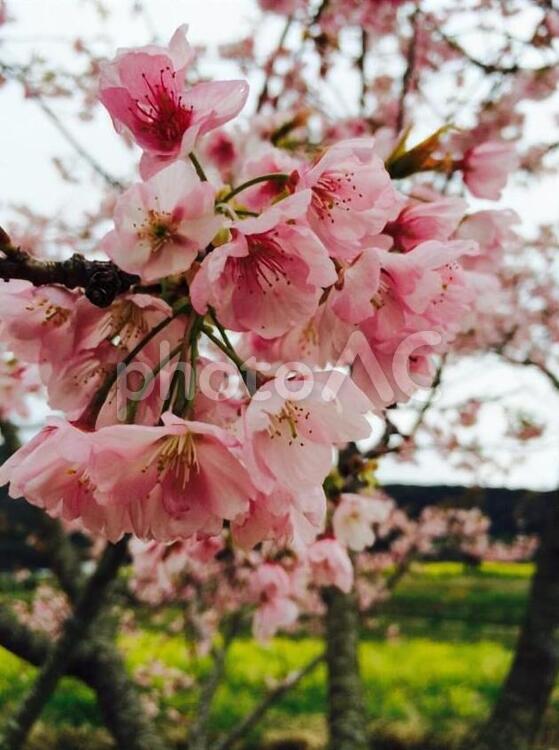 雨の日の埼玉県幸手市・権現堂の桜 桜,お花見,雨の写真素材