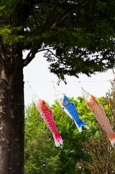 こいのぼり こいのぼり こいのぼり,鯉のぼり,鯉の写真素材