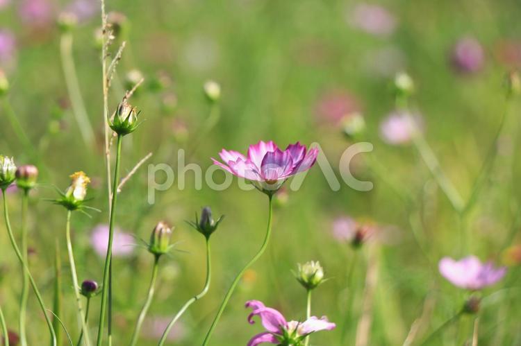高知県宿毛市　山田地区のコスモス畑 コスモス,コスモス畑,秋桜の写真素材
