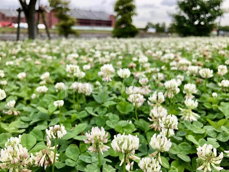 シロツメクサ@赤レンガ倉庫 横浜,シロツメクサ,自然の写真素材