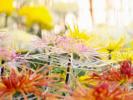 菊 菊 菊,菊の花,キクの写真素材