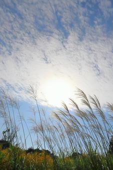 すすき　青空　白い雲　太陽 ススキ,空,青空の写真素材