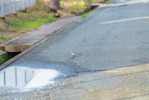 道の真ん中を歩くハクセキレイ ハクセキレイ,小鳥,野鳥の写真素材